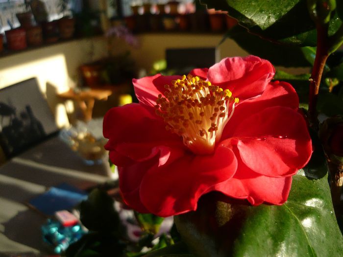 P1300336 - camellia 2014