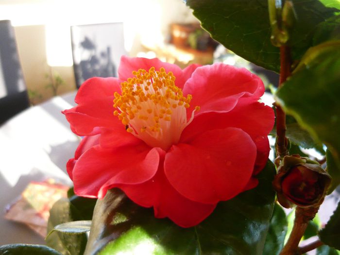 P1300337 - camellia 2014