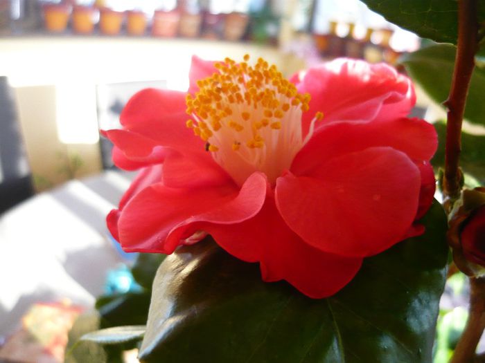 P1300338 - camellia 2014