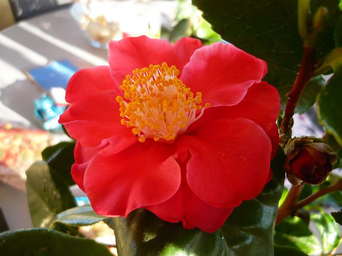 P1300339 - camellia 2014