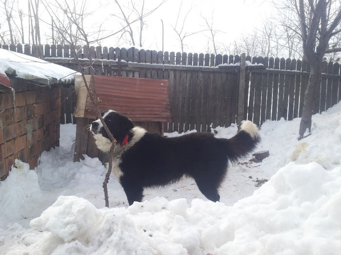 20140205_145045 - Ciobanesc Romanesc De Bucovina