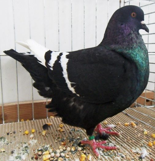 88 - Pt Iubitorii Rasei 2