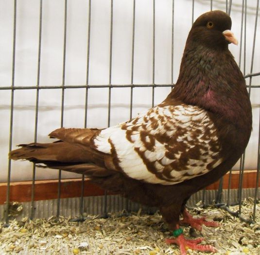 104 - Pt Iubitorii Rasei 2