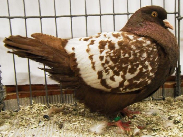 108 - Pt Iubitorii Rasei 2