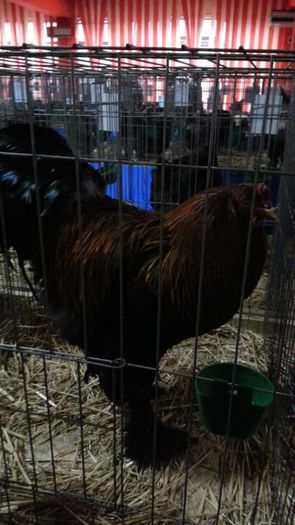 20140117_140258 - poze expozitie