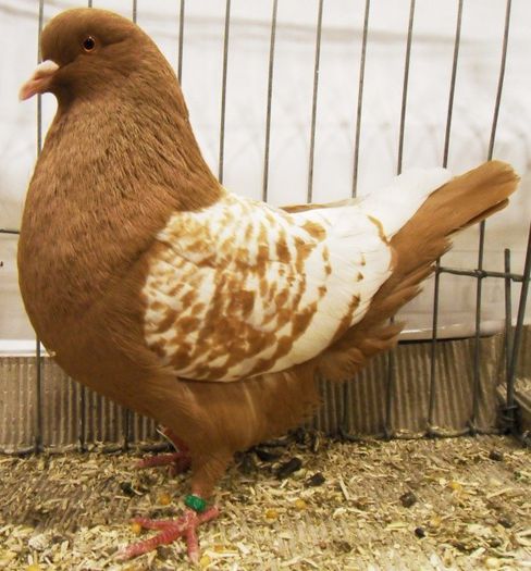 110 - Pt Iubitorii Rasei 2