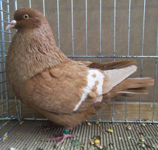 113 - Pt Iubitorii Rasei 2