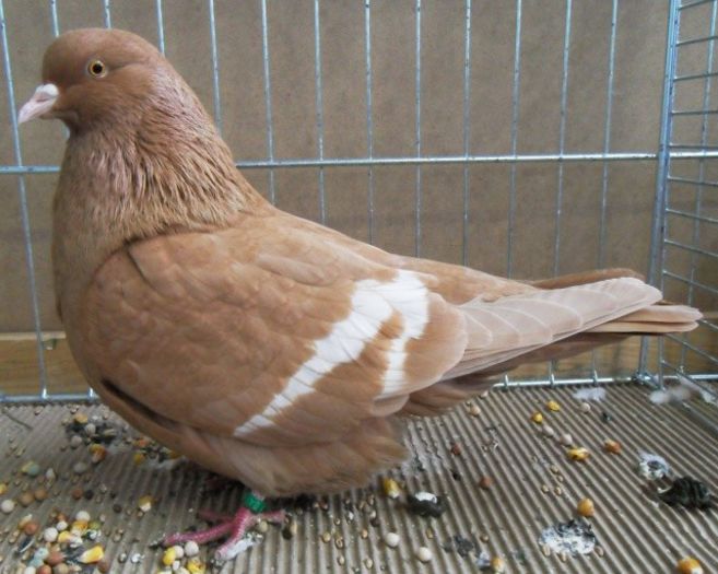 114 - Pt Iubitorii Rasei 2