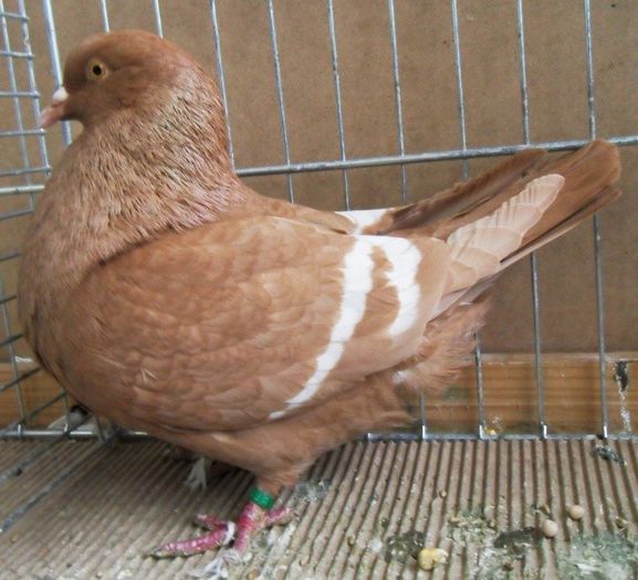 115 - Pt Iubitorii Rasei 2