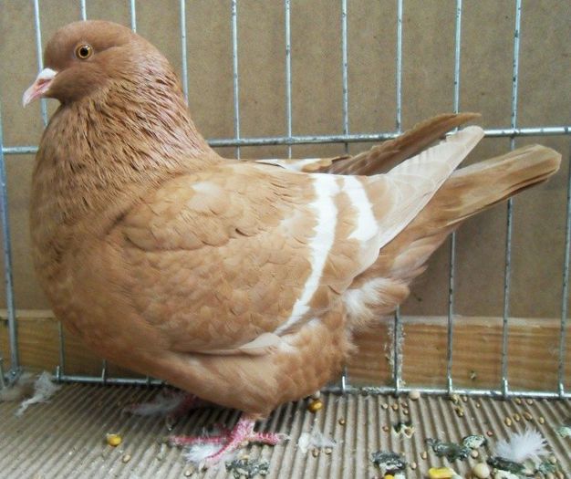 116 - Pt Iubitorii Rasei 2