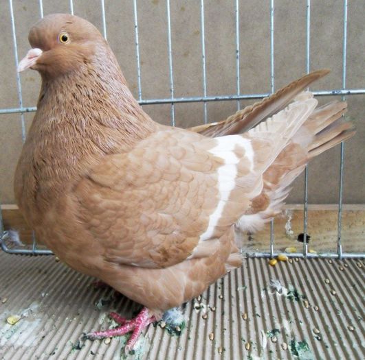 117 - Pt Iubitorii Rasei 2