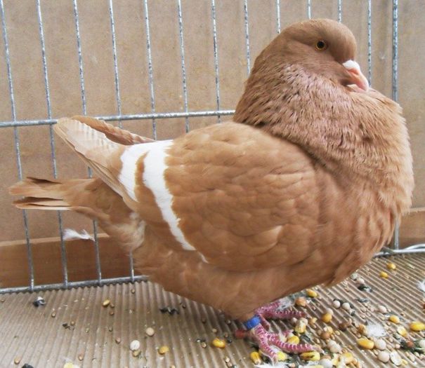 119 - Pt Iubitorii Rasei 2