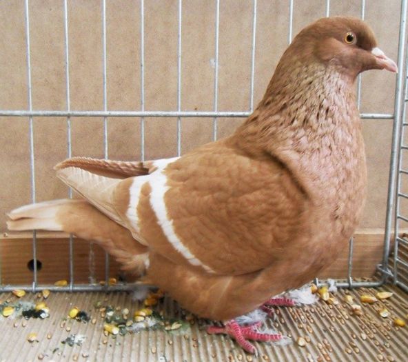 121 - Pt Iubitorii Rasei 2