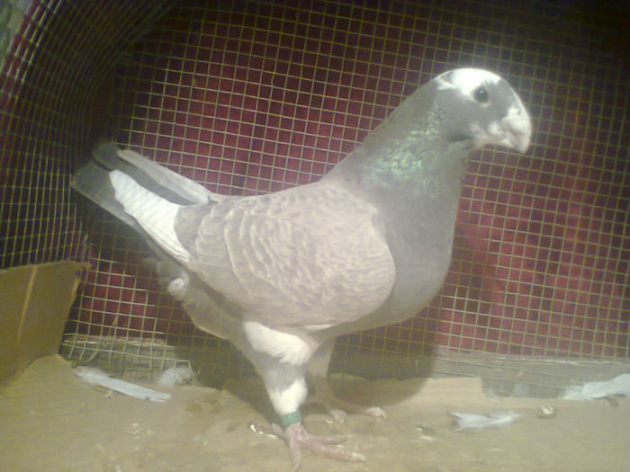 Fotografie2565.F.2013.