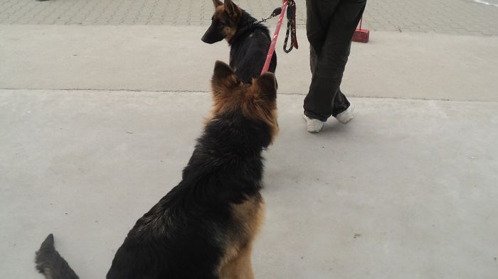 DSC02559; CACIB CRAIOVA 2013
