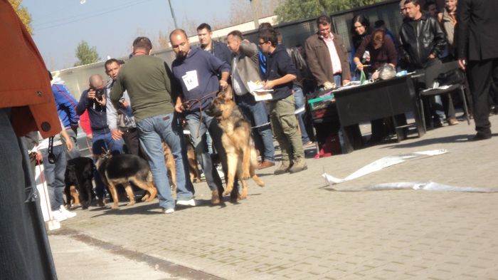 DSC02573; CACIB CRAIOVA 2013 LOC 1 BEST PUPY
