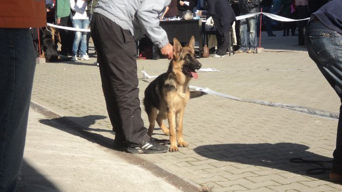 DSC02575; CACIB CRAIOVA 2013 LOC 1 BEST PUPY
