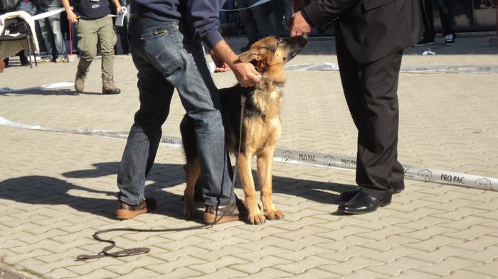 DSC02578; CACIB CRAIOVA 2013 LOC 1 BEST PUPY
