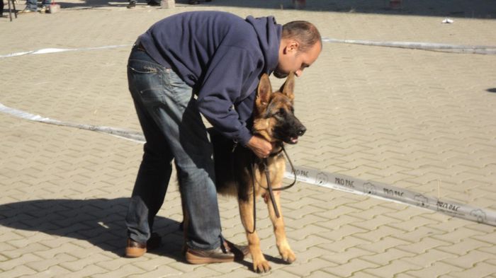 DSC02584; CACIB CRAIOVA 2013 LOC 1 BEST PUPY
