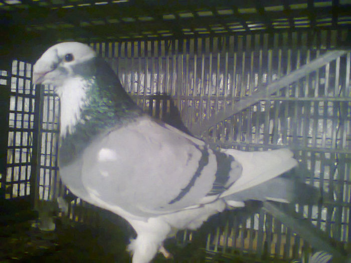 Fotografie3142.M.2013.vinzare