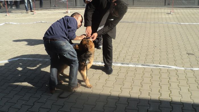 DSC02590; CACIB CRAIOVA 2013 LOC 1 BEST PUPY

