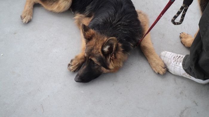 DSC02558; CACIB CRAIOVA 2013 LOC 1 BEST PUPY CLASA PAR LUNG
