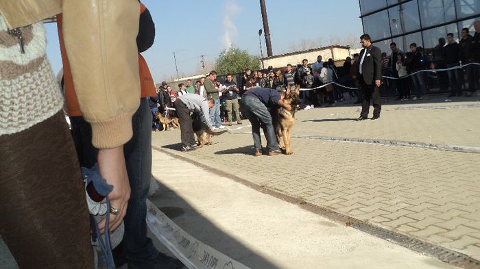 DSC02574; CACIB CRAIOVA 2013 LOC 1 BEST PUPY CLASA PAR SCURT
