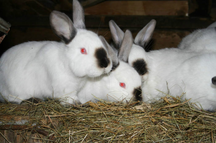 masculi din 18 oct si 3 nov 2013