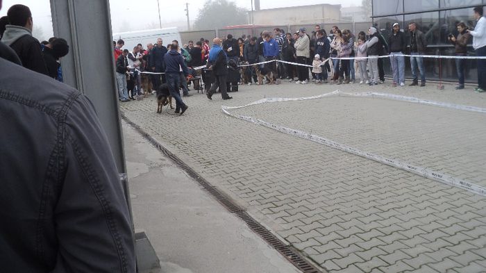 DSC02550; CACIB CRAIOVA 2013 LOC 1 BEST PUPY
