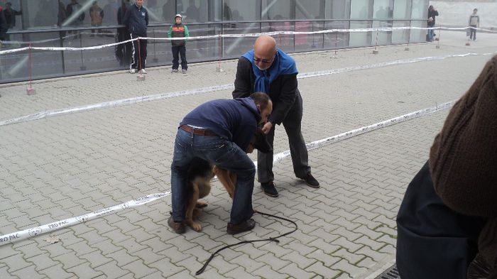 DSC02551; CACIB CRAIOVA 2013 LOC 1 BEST PUPY
