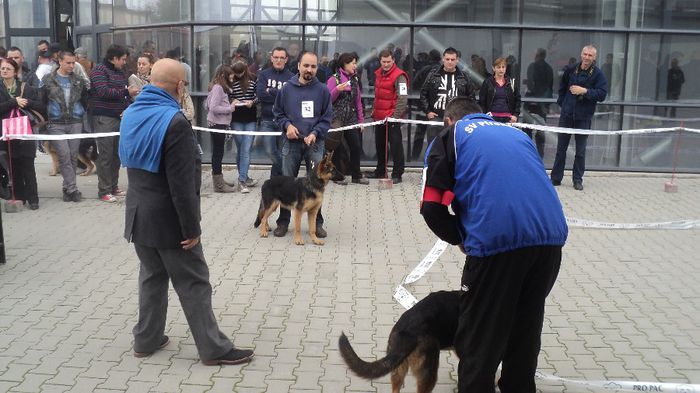 DSC02555; CACIB CRAIOVA 2013 LOC 1 BEST PUPY
