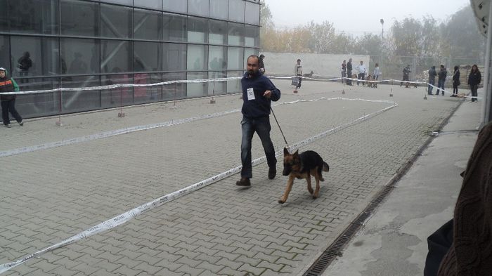 DSC02554; CACIB CRAIOVA 2013 LOC 1 BEST PUPY
