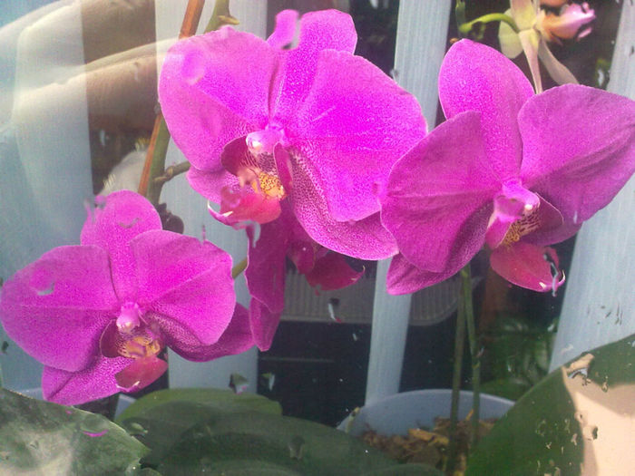 14022013379 - orhidei-flori