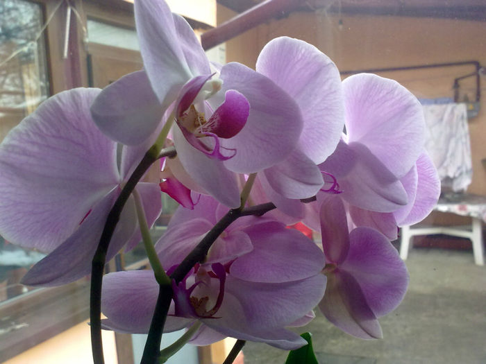17012013365 - orhidei-flori