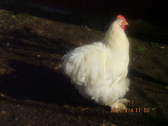 95363144_FAMBVDB - TINERET 2013 2