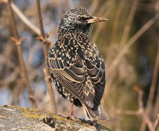 Graur; (Sturnus vulgaris)
