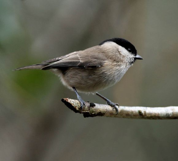 Pițigoi sur; (Parus palustris)
