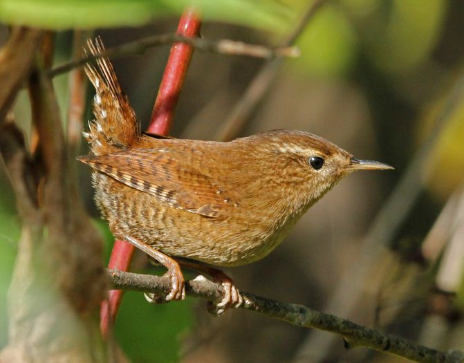 Ochiul boului; (Troglodytes troglodytes)
