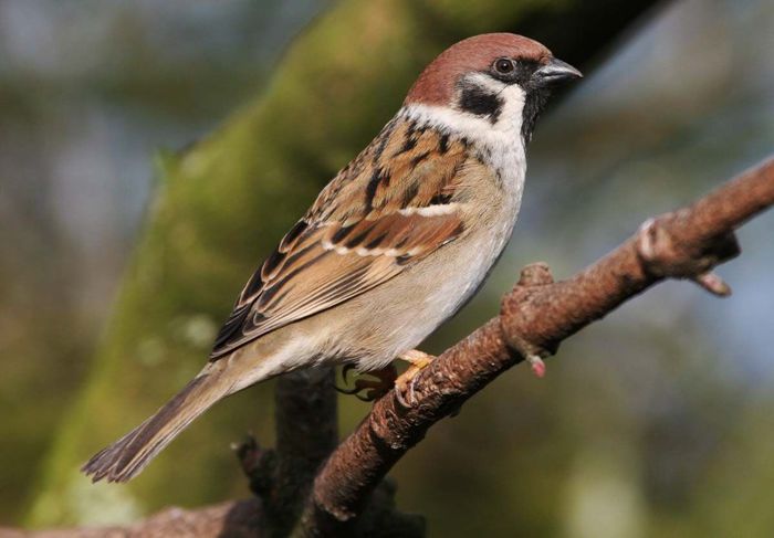 Vrabie de câmp; (Passer  montanus)
