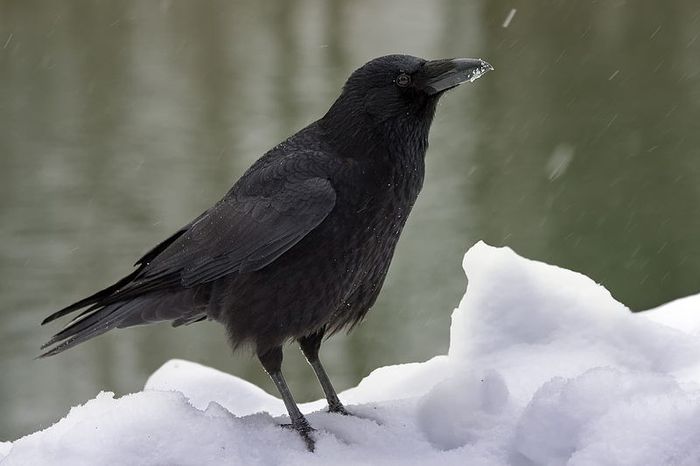 Cioara  neagra; (Corvus corone)
