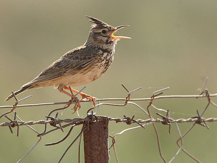 Ciocârlan; (Galerida cristata)
