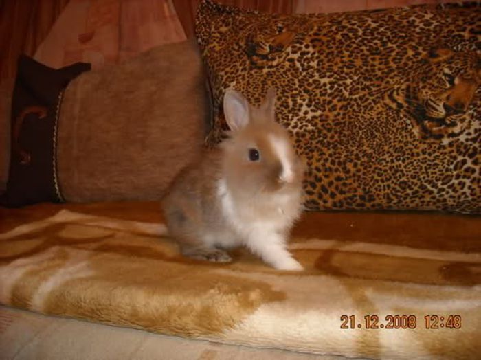 2h2p98l - Animalutele mele