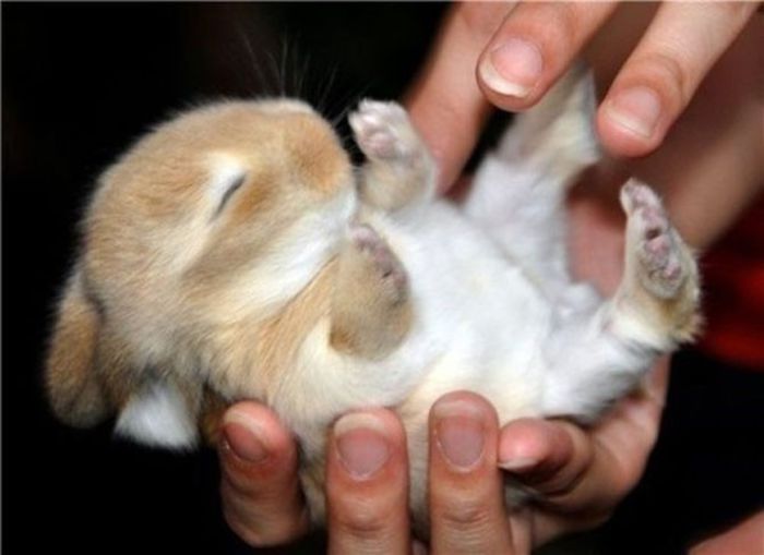 rabbit - Animalutele mele