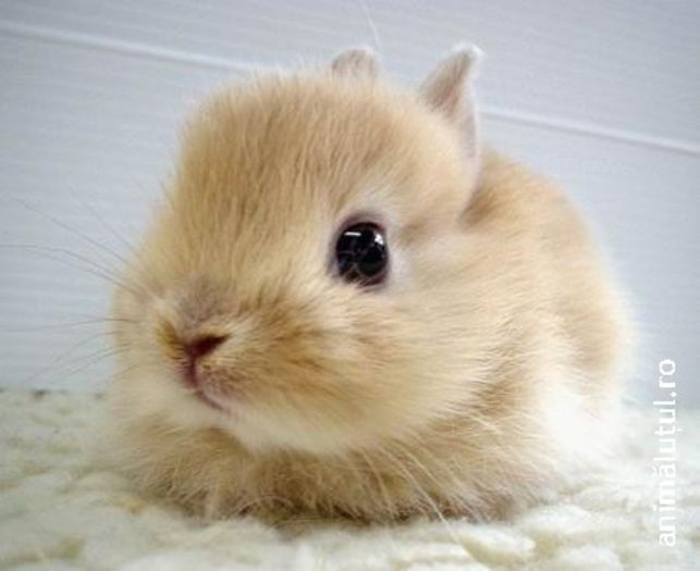 1474_large - Animalutele mele