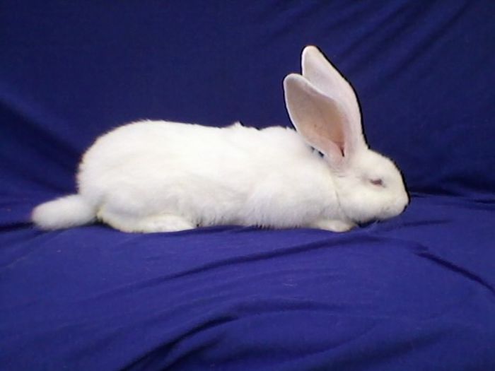 548276 - Animalutele mele