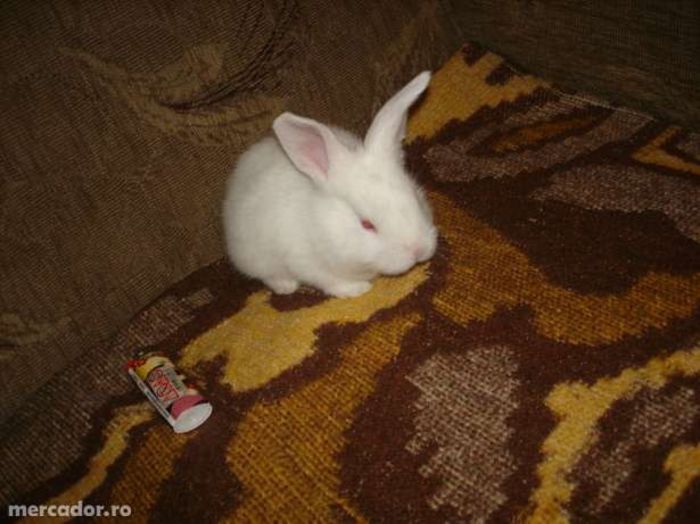 6701620_4_644x461 - Animalutele mele