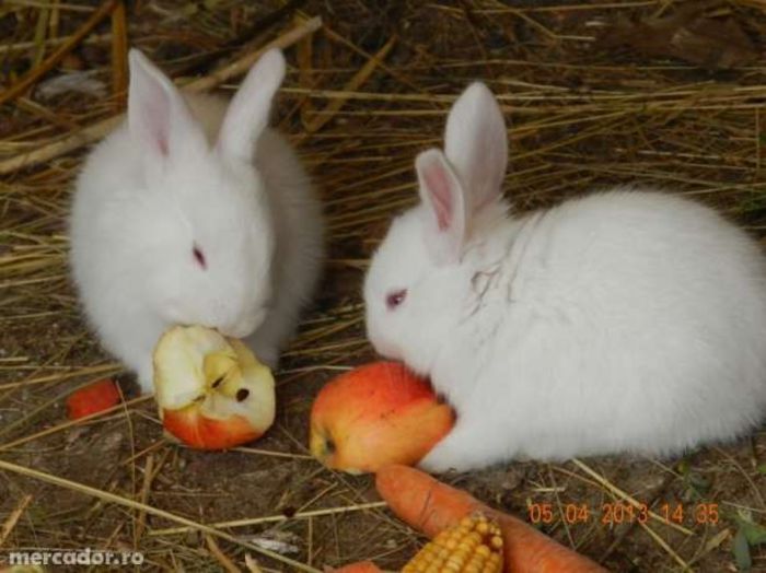9922899_5_644x461 - Animalutele mele