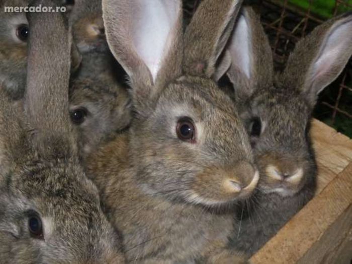 10417279_2_644x461_35 - Animalutele mele