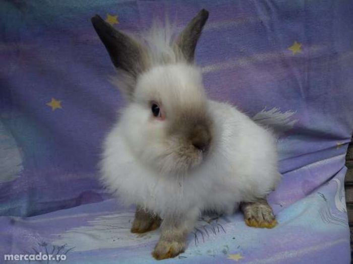 15438009_3_644x461 - Animalutele mele