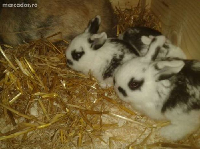 15560933_2_644x461 - Animalutele mele